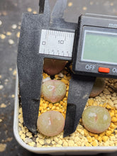 Load image into Gallery viewer, Conophytum concavum
