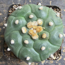 Load image into Gallery viewer, Astrophytum asterias
