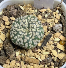 Load image into Gallery viewer, Astrophytum asterias
