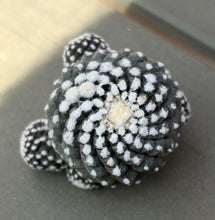 Load image into Gallery viewer, Copiapoa tenuissima
