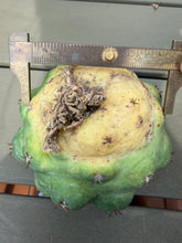 Load image into Gallery viewer, Coryphantha elephantidens
