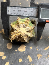 Load image into Gallery viewer, Gymnocalycium Mihanovichii Variegata
