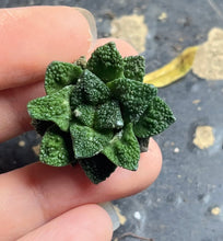 Load image into Gallery viewer, Ariocarpus Fissuratus
