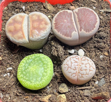 Load image into Gallery viewer, Lithops colorful (a pot)

