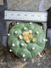 Load image into Gallery viewer, Astrophytum asterias
