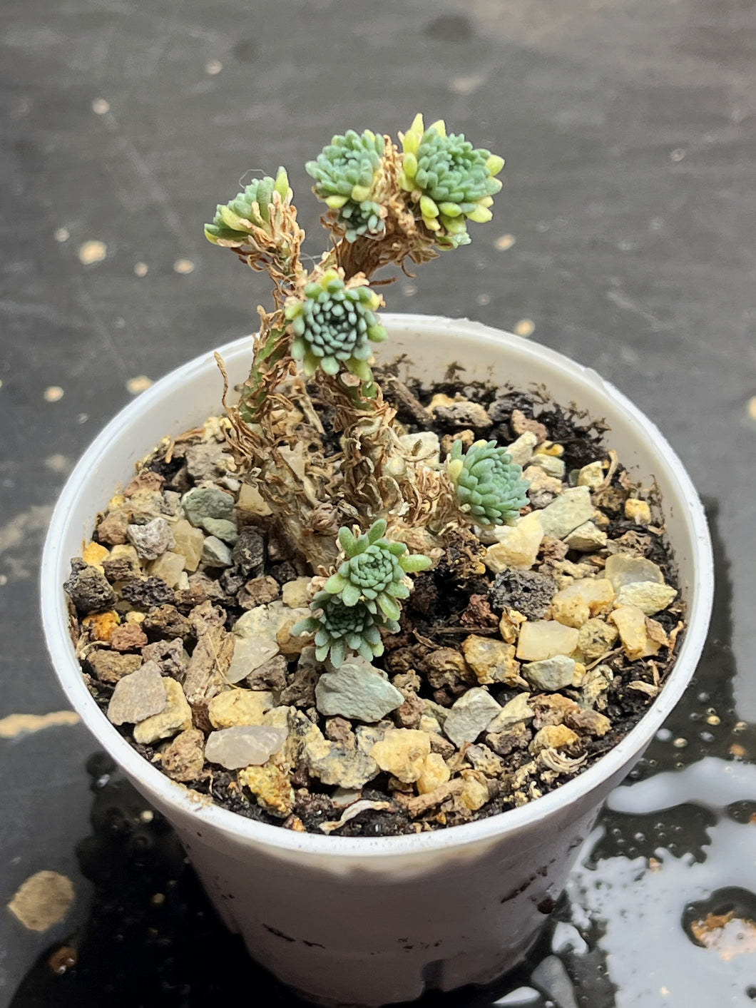 Sedum multiceps