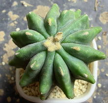 Load image into Gallery viewer, Ferocactus glaucescens f.
