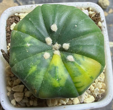 Load image into Gallery viewer, Astrophytum asterias Variegated
