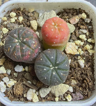 Load image into Gallery viewer, Astrophytum asterias Variegated
