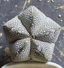 Load image into Gallery viewer, ASTROPHYTUM MYRIOSTIGMA CV. ONZUKA F. CRESTATA
