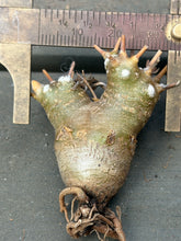 Load image into Gallery viewer, Othonna euphorbioide
