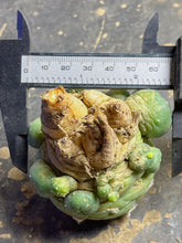Load image into Gallery viewer, Lophophora peyote
