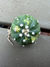 Load image into Gallery viewer, Astrophytum asterias Variegated
