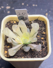 Load image into Gallery viewer, Haworthia variegated
