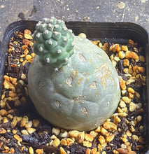 Load image into Gallery viewer, Tephrocactus geometricus
