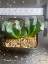 Load image into Gallery viewer, Haworthia truncata
