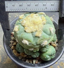 Load image into Gallery viewer, Lophophora peyote
