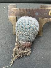 Load image into Gallery viewer, Mammillaria lasiacantha
