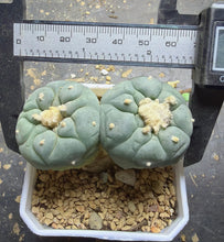 Load image into Gallery viewer, Lophophora peyote
