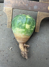 Load image into Gallery viewer, Astrophytum asterias Variegated
