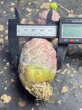 Load image into Gallery viewer, Tephrocactus geometricus
