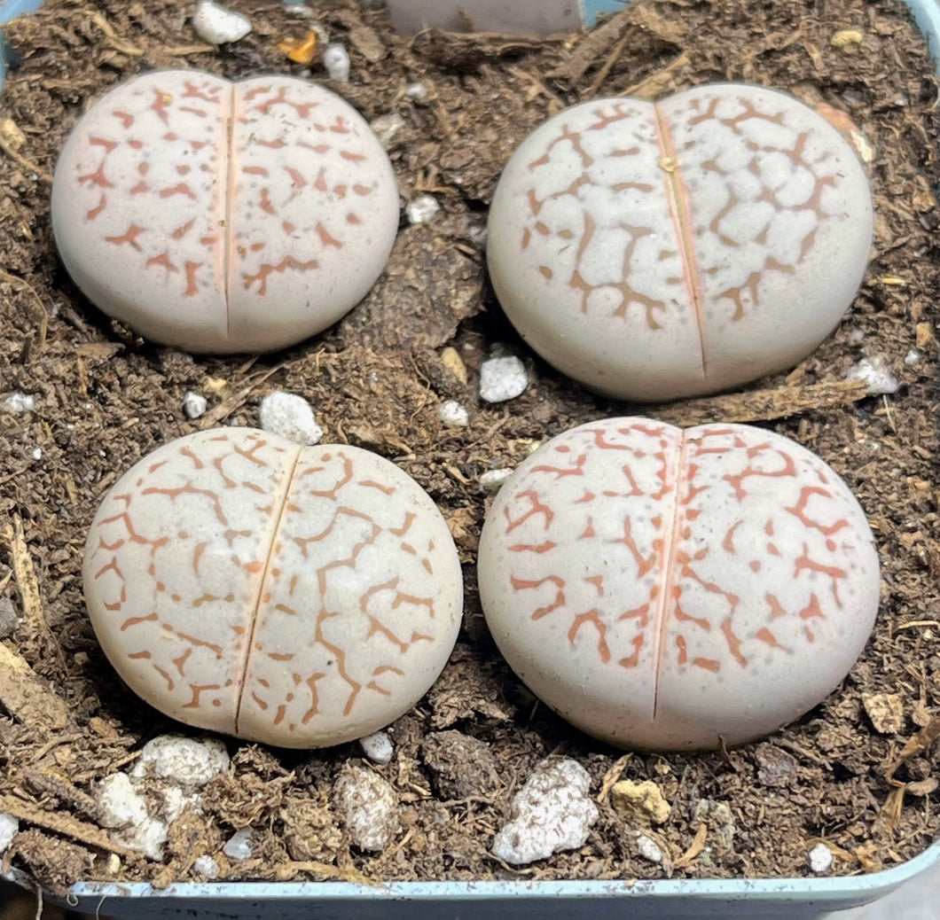 Lithops vanzylii (each)