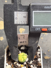 Load image into Gallery viewer, Astrophytum asterias Variegated
