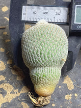 Load image into Gallery viewer, Epithelantha bokei
