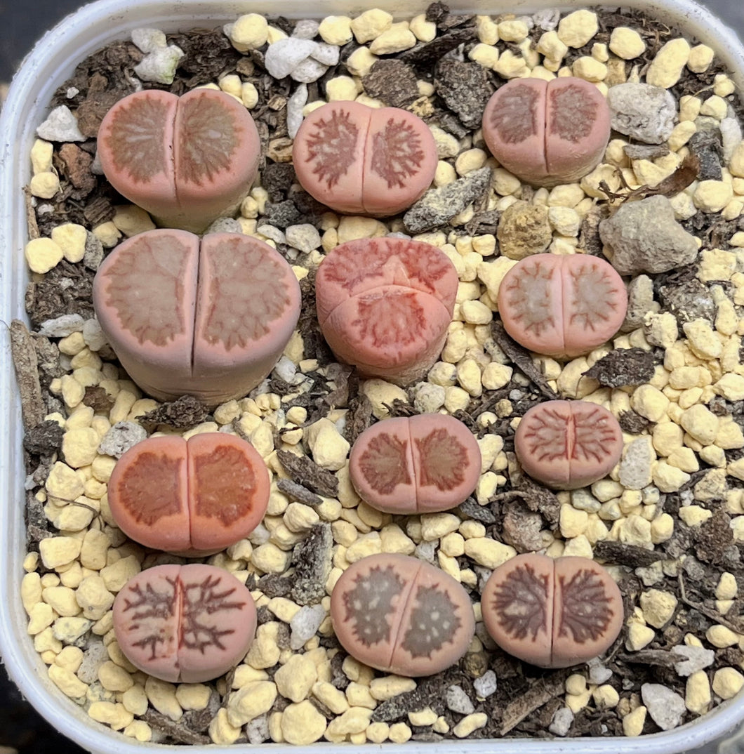 Lithops variegated (each)