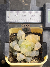 Load image into Gallery viewer, Haworthia variegated

