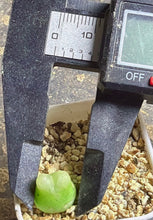 Load image into Gallery viewer, conophytum ratum 
