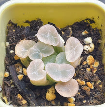 Load image into Gallery viewer, Haworthia maughanii variegated.
