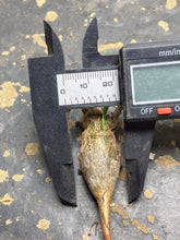 Load image into Gallery viewer, Senna meridionalis
