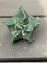 Load image into Gallery viewer, Astrophytum myriostigma 'Kikko'
