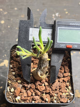 Load image into Gallery viewer, Phyllobolus tenuiflorus
