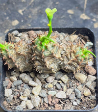 Load image into Gallery viewer, Euphorbia parvimedusae
