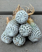 Load image into Gallery viewer, Turbinicarpus pseudopectinatus（each）
