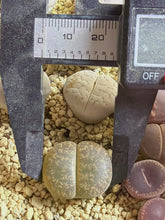Load image into Gallery viewer, Lithops lesliei
