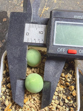 Load image into Gallery viewer, conophytum calculus
