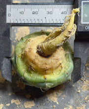 Load image into Gallery viewer, Gymnocalycium Vatteri Eindornig
