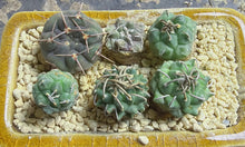 Load image into Gallery viewer, Turbinicarpus （whole pot)
