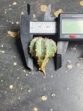 Load image into Gallery viewer, Euphorbia horrida boiss
