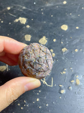 Load image into Gallery viewer, Tephrocactus geometricus
