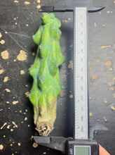 Load image into Gallery viewer, Boobie Cactus’ Myrtillocactus
