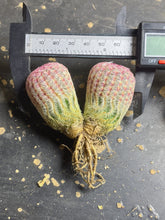 Load image into Gallery viewer, Echinocereus rigidissimus var.
