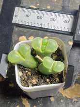 Load image into Gallery viewer, Conophytum Friedrichiae
