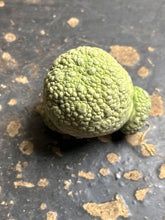 Load image into Gallery viewer, Pseudolithos migiurtinus
