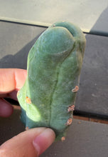 Load image into Gallery viewer, Echinopsis lageniformis f. monstruosa
