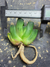Load image into Gallery viewer, Haworthia truncata
