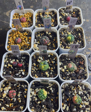 Load image into Gallery viewer, Astrophytum asterias Variegated
